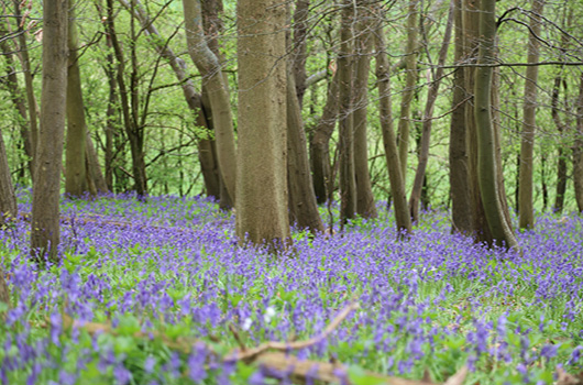 Bluebells carpet the ground in a Surrey wood
